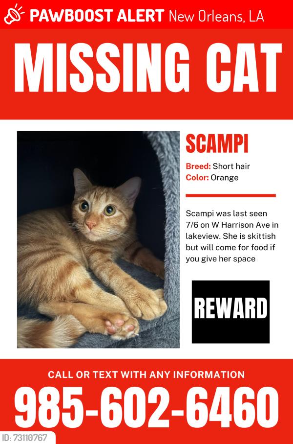 Lost Female Cat last seen W Harrison Ave, New Orleans, LA 70124