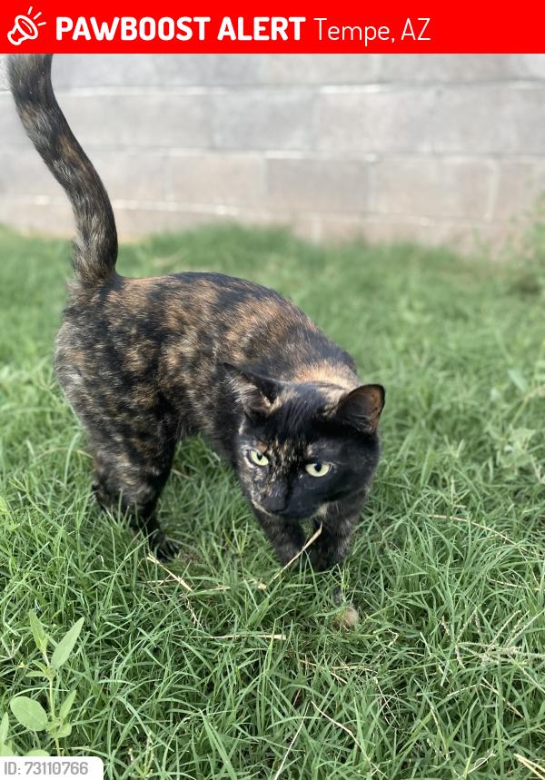 Lost Female Cat last seen Park near Friendship Village, Tempe, AZ 85282