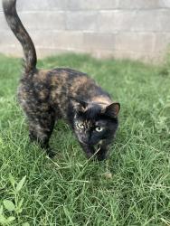 Lost Female Cat last seen Park near Friendship Village, Tempe, AZ 85282