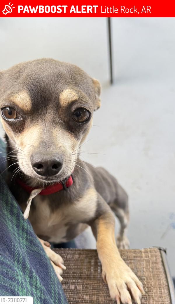 Lost Male Dog last seen West 10th & Lewis st Little Rock ar, Little Rock, AR 72204