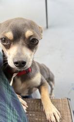 Lost Male Dog last seen West 10th & Lewis st Little Rock ar, Little Rock, AR 72204