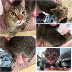 Found/Stray Female Cat last seen Meredith ave and south Salina, Nedrow, NY 13120