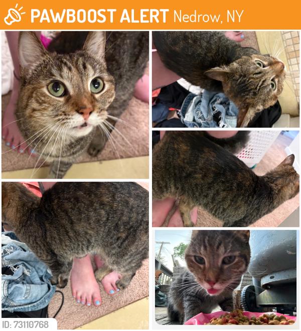 Found/Stray Female Cat last seen Meredith ave and south Salina, Nedrow, NY 13120