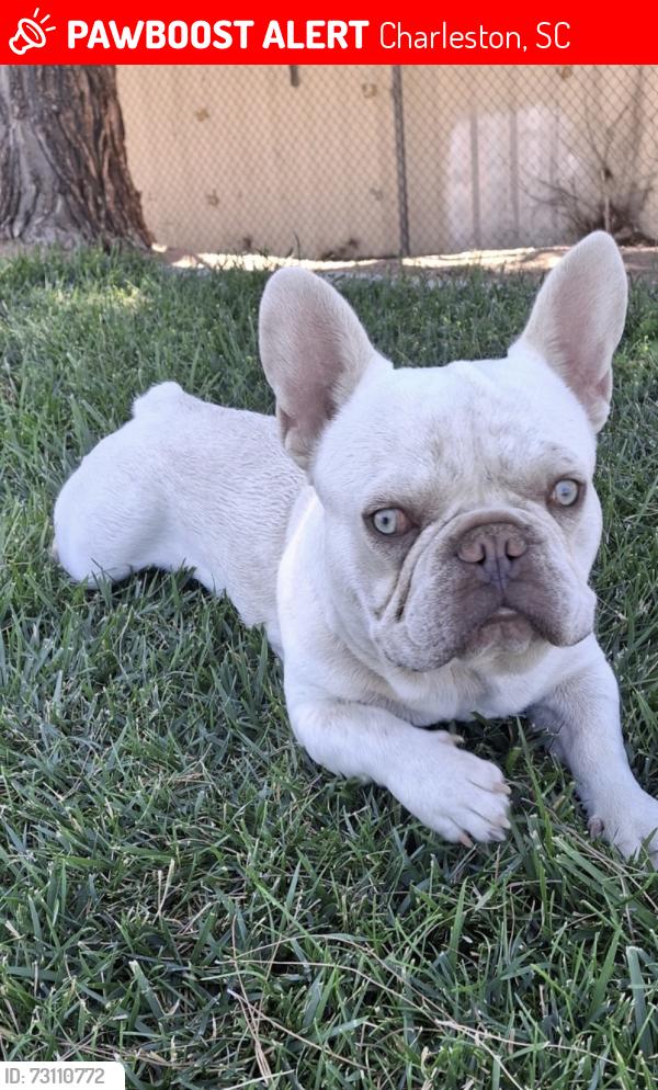 Lost Male Dog last seen Las Vegas 89101 Charleston and Eastern, Charleston, SC 29401