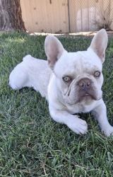 Lost Male Dog last seen Las Vegas 89101 Charleston and Eastern, Charleston, SC 29401