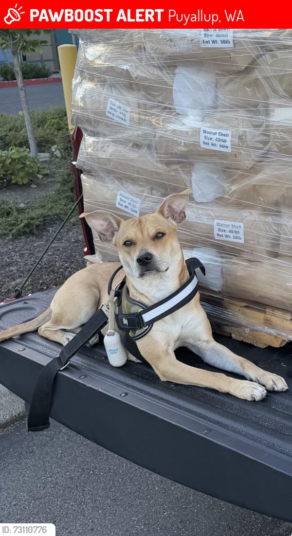 Lost Female Dog last seen Near 5319 Monta Vista Dr E, Edgewood, WA 98372, Puyallup, WA 98373