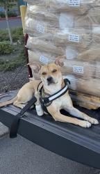 Lost Female Dog last seen Near 5319 Monta Vista Dr E, Edgewood, WA 98372, Puyallup, WA 98373