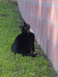 Lost Female Cat last seen North Figueroa, Los Angeles, CA 90042