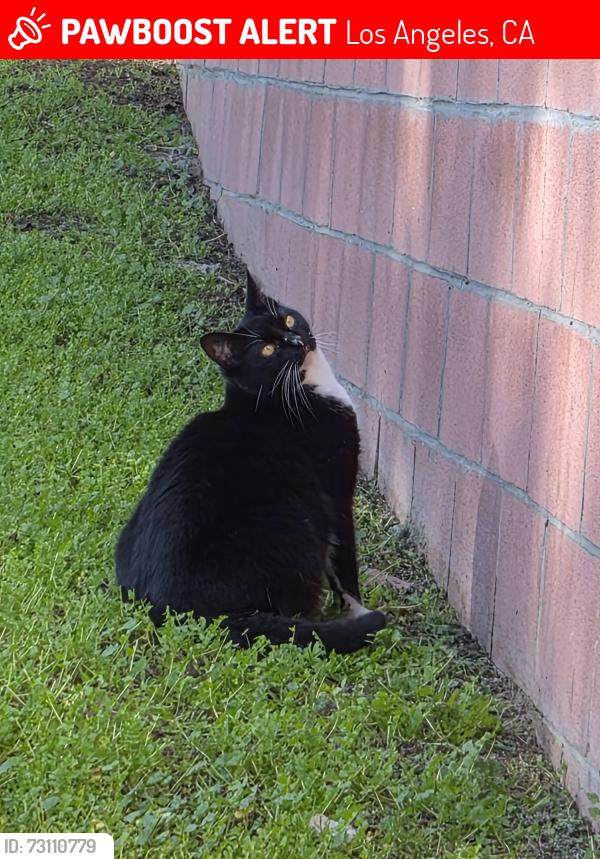 Lost Female Cat last seen North Figueroa, Los Angeles, CA 90042
