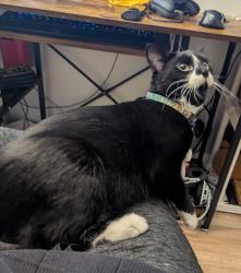 Lost Male Cat last seen Heritage Park, Greenbrook Blvd and Lake St, Hanover Park, IL 60133