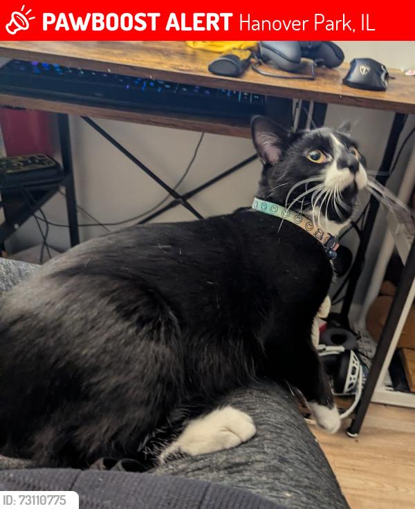 Lost Male Cat last seen Heritage Park, Greenbrook Blvd and Lake St, Hanover Park, IL 60133