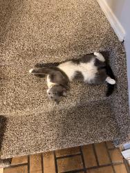 Reunited Female Cat last seen Barnes, Colorado Springs, CO 80917