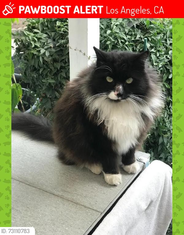 Lost Male Cat last seen Greenbush Ave. and Montague St, Los Angeles, CA 91331