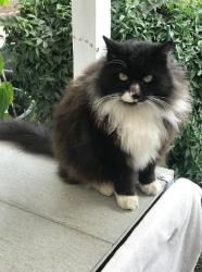 Lost Male Cat last seen Greenbush Ave. and Montague St, Los Angeles, CA 91331