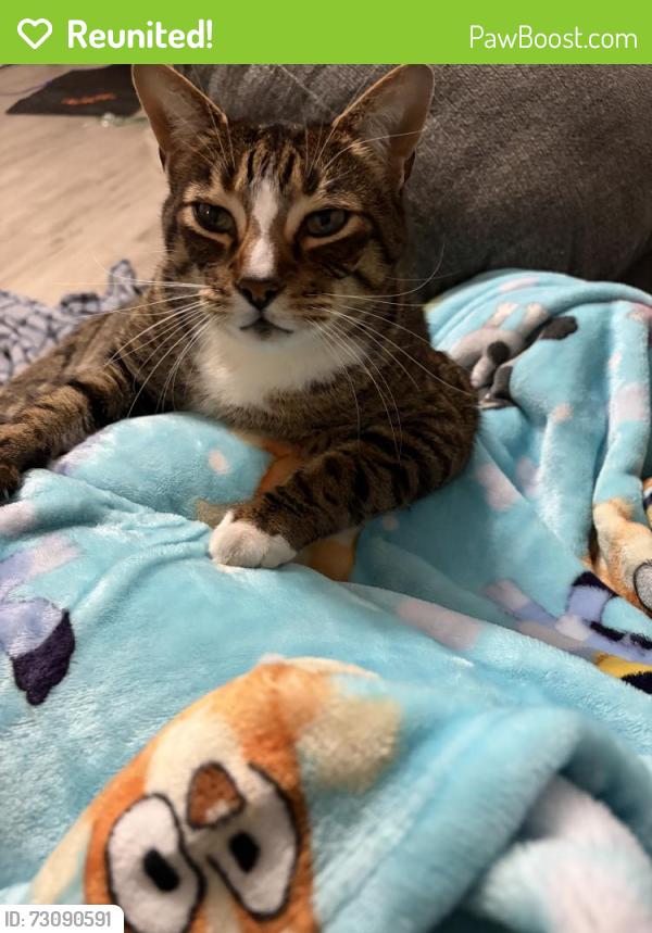 Reunited Male Cat last seen Near Calais Dr, Holiday, FL 34690, USA, Holiday, FL 34690