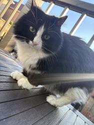 Lost Female Cat last seen Home - 146 Maple Ridge Crescent , Markham, ON L6E 1V1