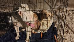 Reunited Female Dog last seen Near E Hayden Ln, Tempe, AZ 85281, USA, Tempe, AZ 85281