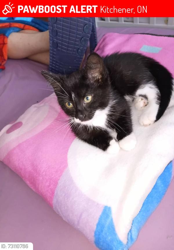 Lost Female Cat last seen Lakeview park, Kitchener, ON 