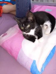 Lost Female Cat last seen Lakeview park, Kitchener, ON 