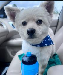 Reunited Male Dog last seen Unicorn Ln, Henderson County, NC 28726