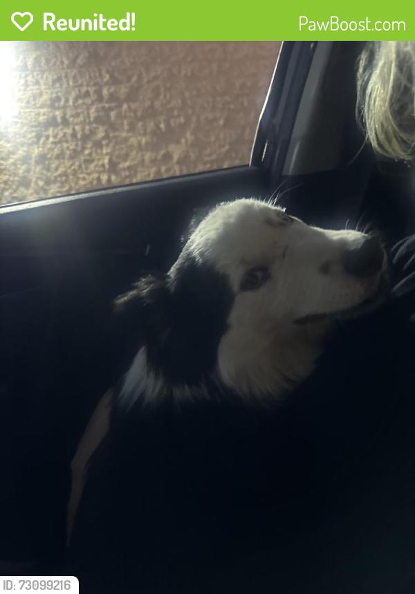 Reunited Male Dog last seen 48th st san bernardino ca 92407, San Bernardino, CA 92407