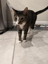 Reunited Male Cat last seen San Fratello Circle, Wellington, FL 33467
