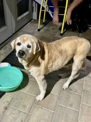Reunited Male Dog last seen Crystal Lake, Orlando, FL 32806