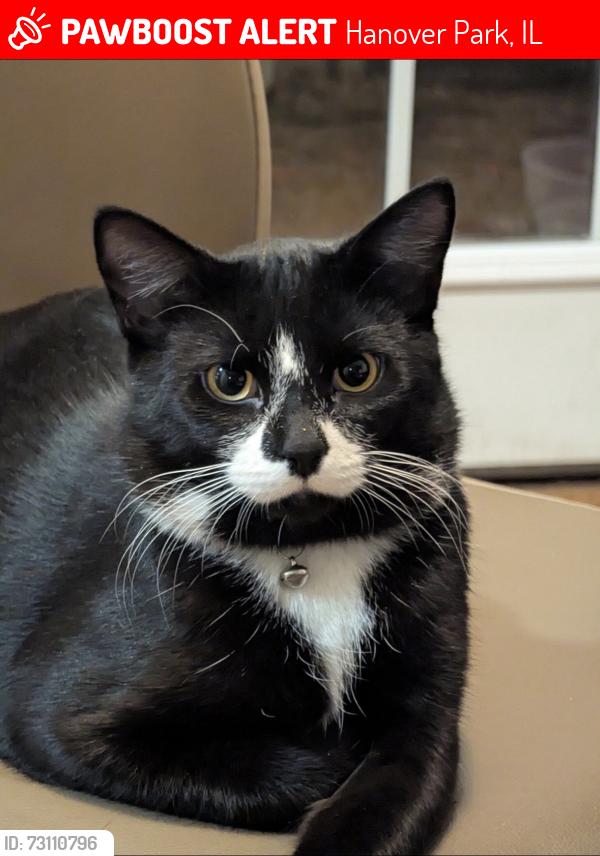 Lost Male Cat last seen Greenbrook blvd and Arlington dr , Hanover Park, IL 60133
