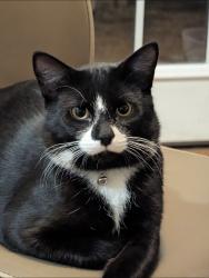 Lost Male Cat last seen Greenbrook blvd and Arlington dr , Hanover Park, IL 60133