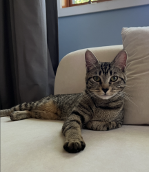 Reunited Female Cat last seen Dartmouth Rd, Old Line Dr, Columbia, MD 21045