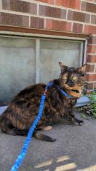 Reunited Female Cat last seen 14th & Holly Street, aurora, Denver, CO 80220