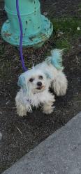 Lost Female Dog last seen 10th and parker, Indianapolis, IN 46202