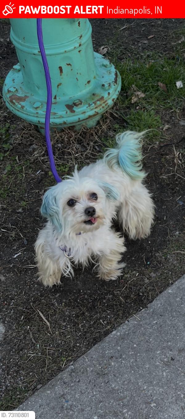 Lost Female Dog last seen 10th and parker, Indianapolis, IN 46202