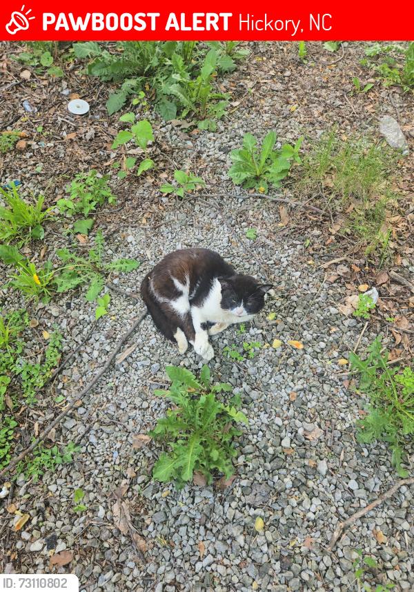 Lost Male Cat last seen Bakers mountain, Hickory, NC 28602