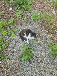 Lost Male Cat last seen Bakers mountain, Hickory, NC 28602