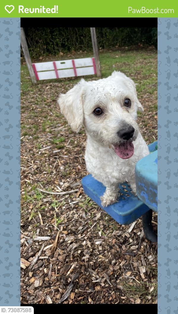 Reunited Male Dog last seen I live near the high school., Mahopac, NY 10541