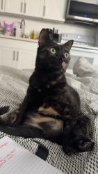 Lost Female Cat last seen kuhio & ala wai, Honolulu, HI 96815