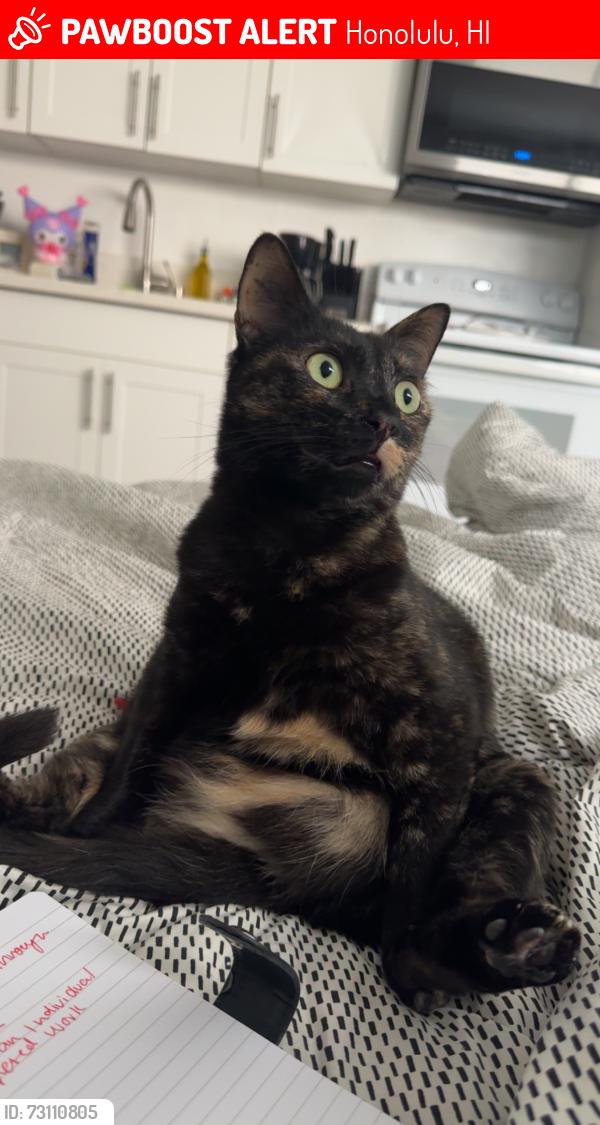 Lost Female Cat last seen kuhio & ala wai, Honolulu, HI 96815