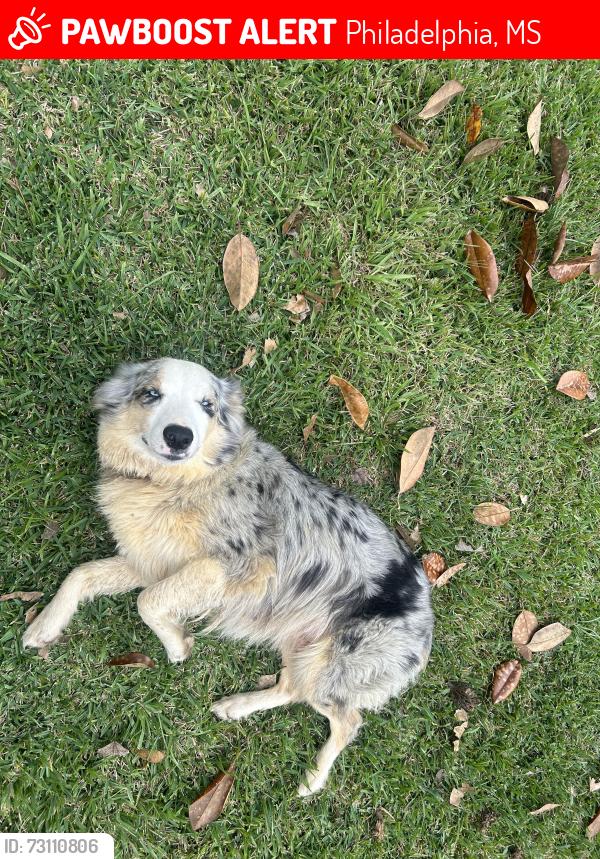 Lost Female Dog last seen Near hwy 16 and Bobby’s country store, Philadelphia, MS 39350