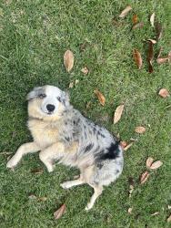 Lost Female Dog last seen Near hwy 16 and Bobby’s country store, Philadelphia, MS 39350