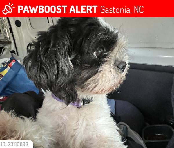 Lost Female Dog last seen Lowell Bethesda south new hope, Gastonia, NC 28056