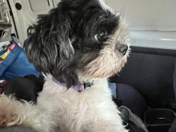 Lost Female Dog last seen Lowell Bethesda south new hope, Gastonia, NC 28056