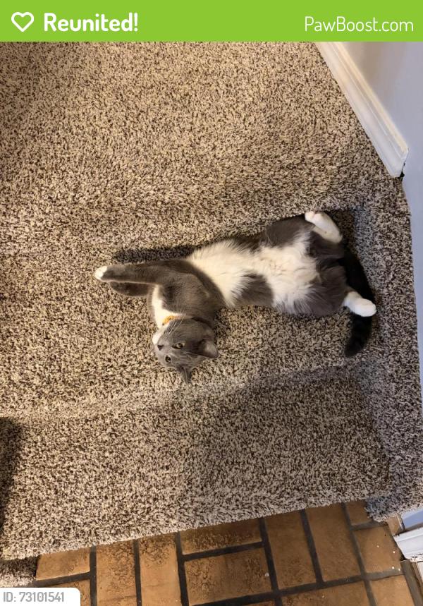 Reunited Female Cat last seen Barnes, Colorado Springs, CO 80917