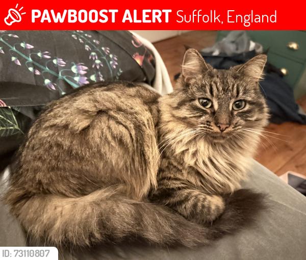 Lost Female Cat last seen Hossack Road , Suffolk, England 