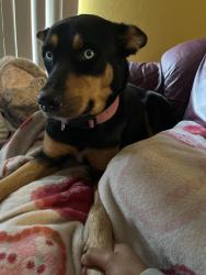 Reunited Female Dog last seen Dodic st, San Antonio, TX 78221