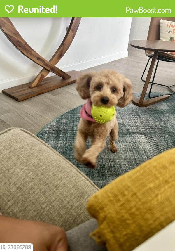 Reunited Female Dog last seen Rinehart Rd and Flagship Drive , Sanford, FL 32771
