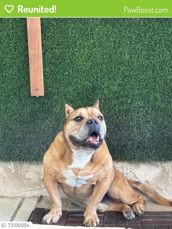 Reunited Male Dog last seen Good Homes, Orlando, FL 32818