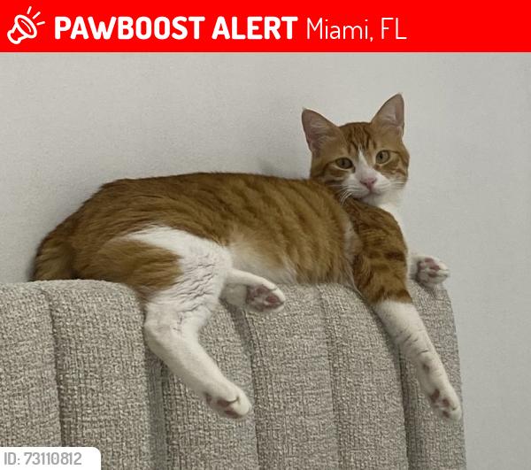 Lost Male Cat last seen Near SW Flagler Terrace, Miami, FL 33174