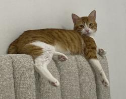 Lost Male Cat last seen Near SW Flagler Terrace, Miami, FL 33174