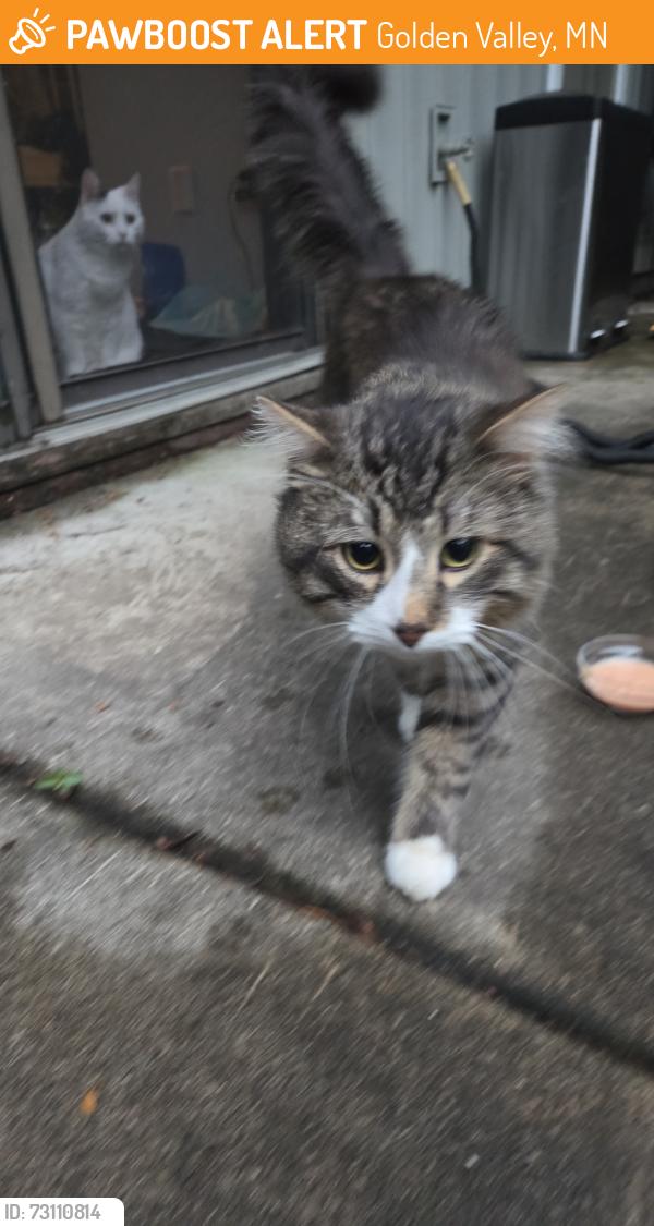 Found/Stray Unknown Cat last seen Duluth street robbinsdale, Golden Valley, MN 55427